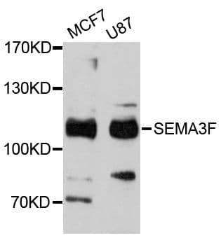Polyclonal Rabbit anti-Human SEMA3F / Semaphorin 3F Antibody (WB)