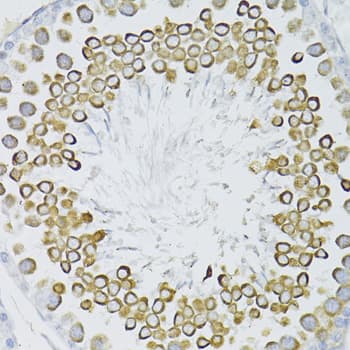 BAX Antibody