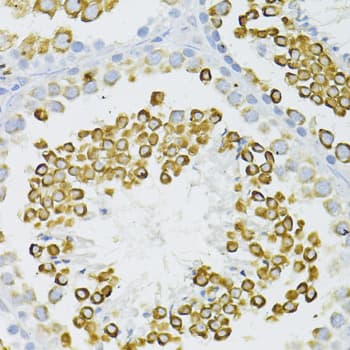 BAX Antibody