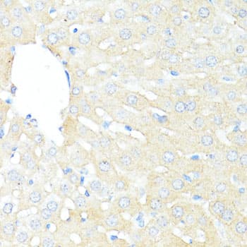 BAX Antibody