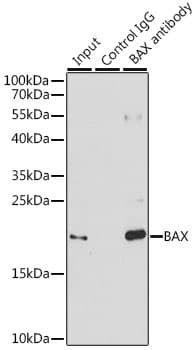 BAX Antibody