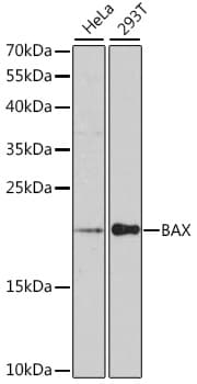 BAX Antibody