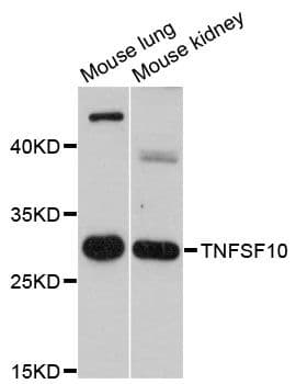 Polyclonal Rabbit anti-Human TNFSF10 / TRAIL Antibody (WB)