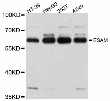 Polyclonal Rabbit anti-Human ESAM Antibody (WB)