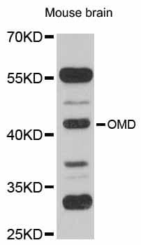 Polyclonal Rabbit anti-Human OMD / Osteomodulin Antibody (WB)