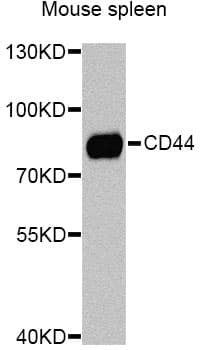 Polyclonal Rabbit anti-Human CD44 Antibody (IHC, IF, WB)