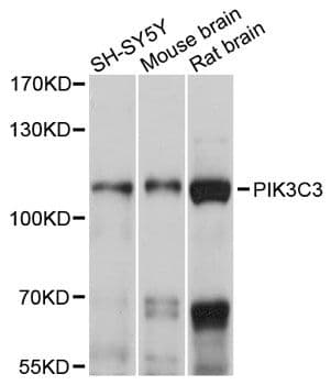 Polyclonal Rabbit anti-Human PIK3C3 / VPS34 Antibody (WB)