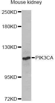 Polyclonal Rabbit anti-Human PIK3CA / PI3K Alpha Antibody (IHC, WB)