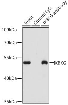 Polyclonal Rabbit anti-Human IKBKG / NEMO / IKK Gamma Antibody (WB)