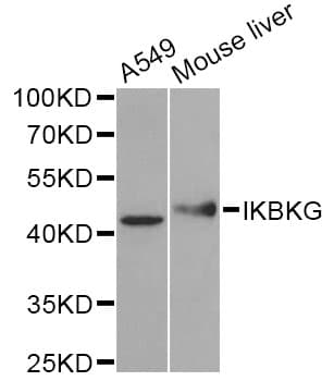 Polyclonal Rabbit anti-Human IKBKG / NEMO / IKK Gamma Antibody (WB)