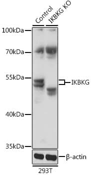 Polyclonal Rabbit anti-Human IKBKG / NEMO / IKK Gamma Antibody (WB)