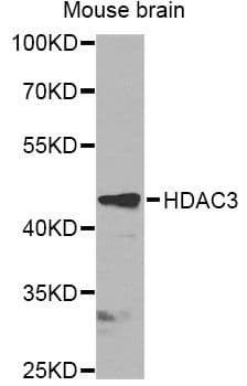 Polyclonal Rabbit anti-Human HDAC3 Antibody (IHC, WB)