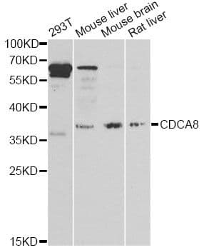 Polyclonal Rabbit anti-Human CDCA8 / Borealin Antibody (IHC, WB)