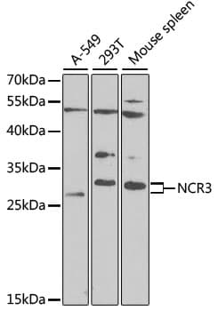 Polyclonal Rabbit anti-Human NKP30 Antibody (IF, WB)