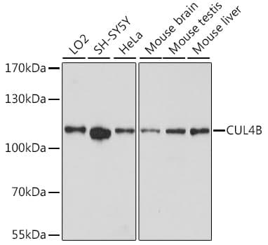 Polyclonal Rabbit anti-Human Cullin 4B / CUL4B Antibody (WB)
