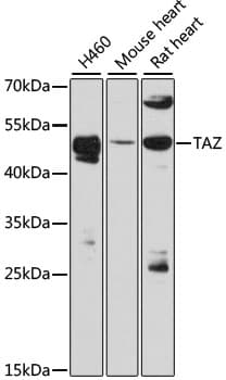 Polyclonal Rabbit anti-Human TAZ Antibody (WB)