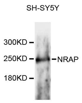 NRAP Antibody