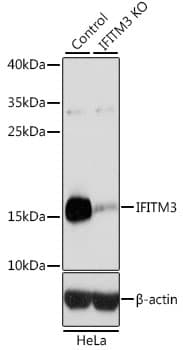 Polyclonal Rabbit anti-Human Fragilis / IFITM3 Antibody (WB)