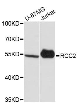 RCC2 Antibody