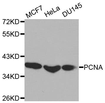 Polyclonal Rabbit anti-Human PCNA Antibody (IF, WB)