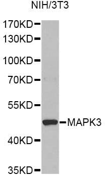 Polyclonal Rabbit anti-Human MAPK3 / ERK1 Antibody (WB)