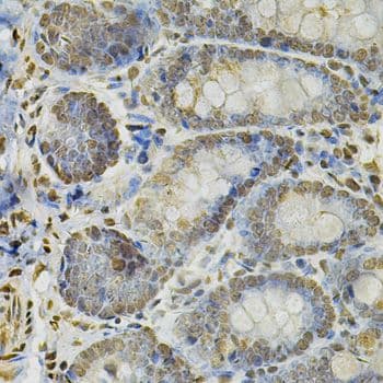 IFI16 Antibody