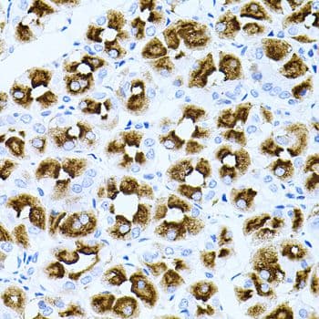 Polyclonal Rabbit anti-Human DLK1 / Pref-1 Antibody (IHC, WB)