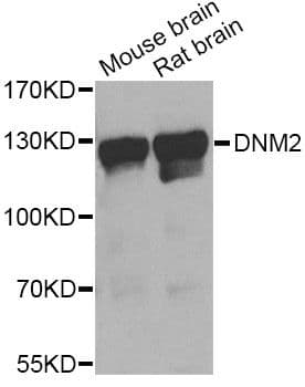 Polyclonal Rabbit anti-Human DNM2 / Dynamin-2 Antibody (WB)