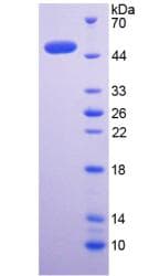 Human BMP4 Protein (Recombinant His, N-Terminal)