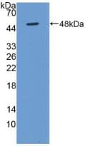 Human BMP4 Protein (Recombinant His, N-Terminal)