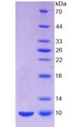Mouse Insulin Protein (Recombinant His, N-Terminal)