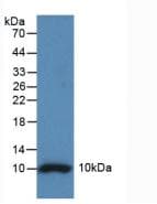 Mouse Insulin Protein (Recombinant His, N-Terminal)