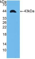 Human TNFRSF12A / TWEAK Receptor Protein (Recombinant His-GST, N-terminus)