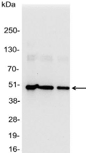 His Tag Antibody
