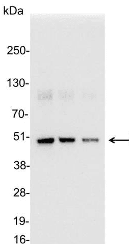Polyclonal Rabbit DYKDDDDK Tag Antibody (WB)