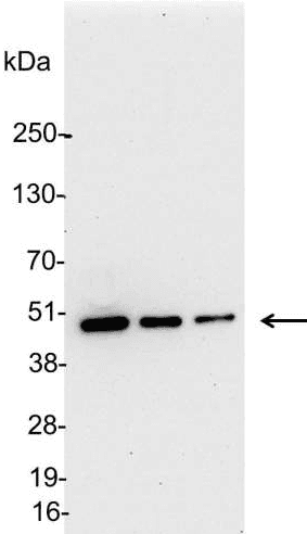 KT3 Tag Antibody