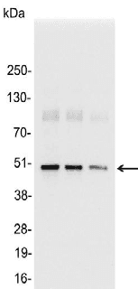 KT3 Tag Antibody