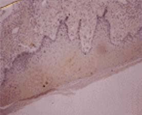 Monoclonal Mouse anti-Bovine Osteocalcin Antibody (clone OC4-30, IHC, WB)