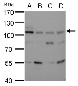 TSG101 Antibody (aa167-374, clone 1F3)