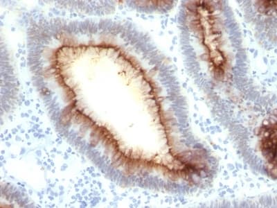 CEACAM1,5 Antibody (clone rC66/1009, Azide-free, Carrier-free)