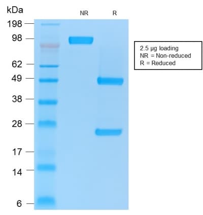 CD86 Antibody (clone rC86/1146, Azide-free, Carrier-free)