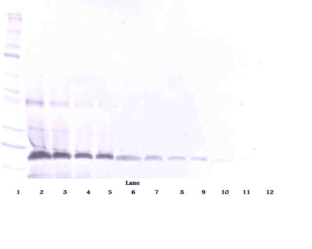 CD95 / FAS Antibody