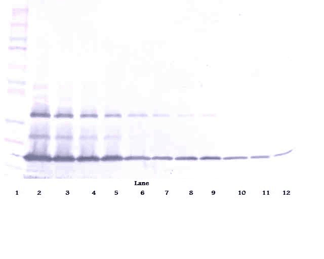 CD95 / FAS Antibody