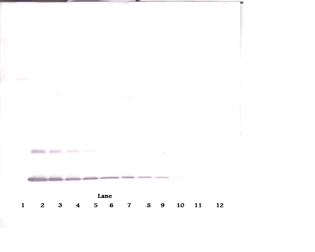 IHC-plus™ IL2 Antibody