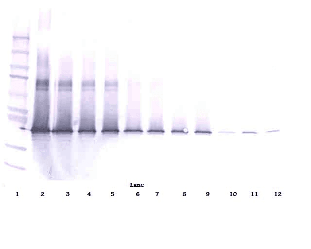 Polyclonal Rabbit anti-Human IL17D Antibody (WB)