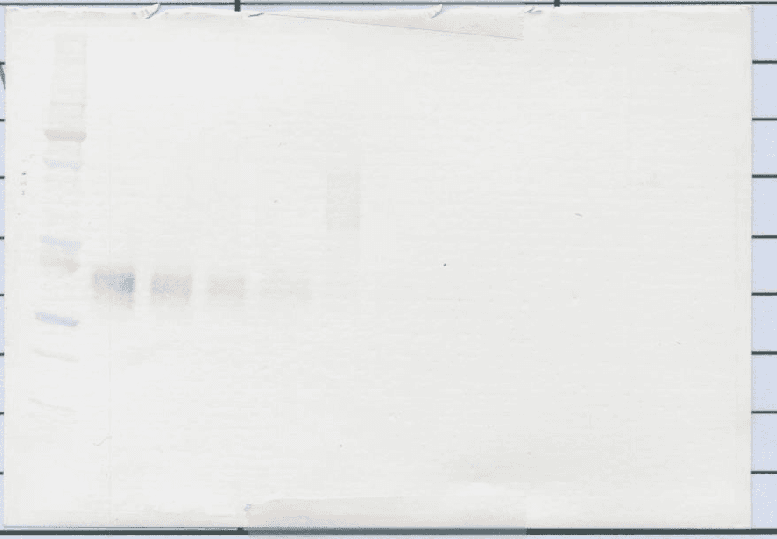 EPO / Erythropoietin Antibody