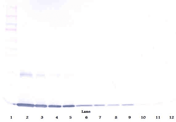 Polyclonal Rabbit anti-Rat CSF2 / GM-CSF Antibody (Biotin, WB)