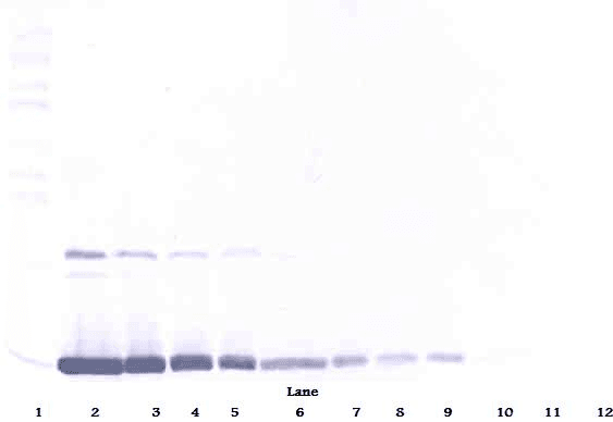 Polyclonal Rabbit anti-Rat CSF2 / GM-CSF Antibody (Biotin, WB)
