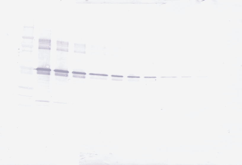 Polyclonal Rabbit anti-Human MMP3 Antibody (Biotin, WB)