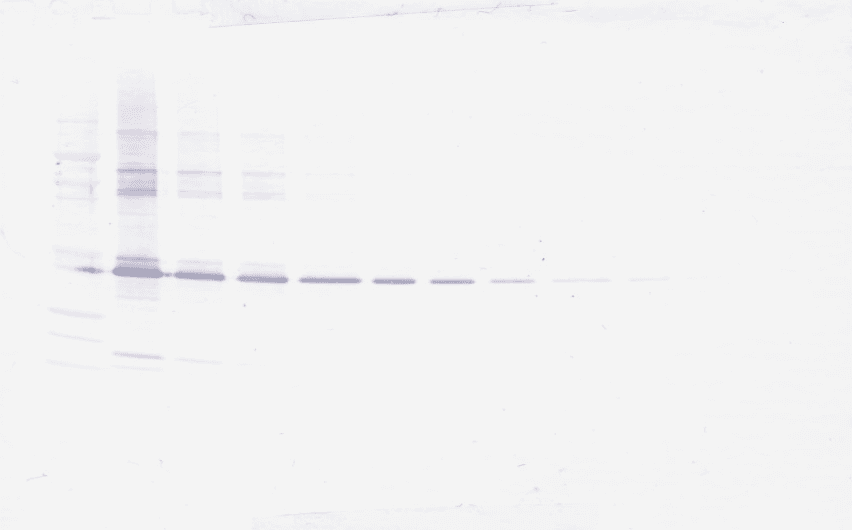 Polyclonal Rabbit anti-Human MMP3 Antibody (Biotin, WB)